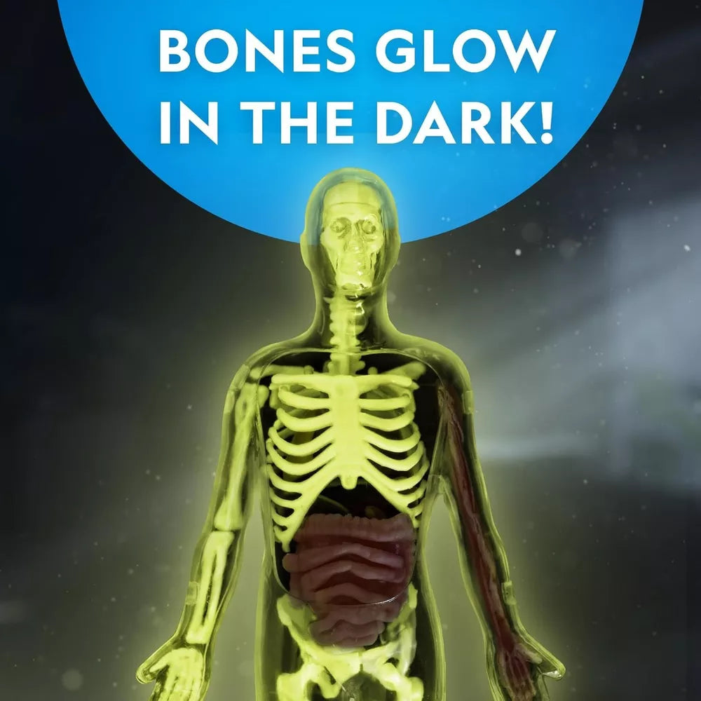 NATIONAL GEOGRAPHIC Human Body Model for Kids That Glows in The Dark - 32-Piece