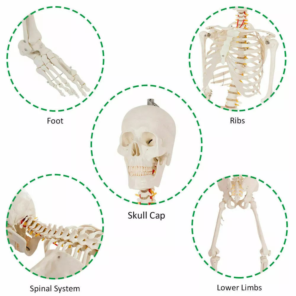 70.8" Life-size Skeleton Model Medical School Human Anatomy W/Rolling Stand