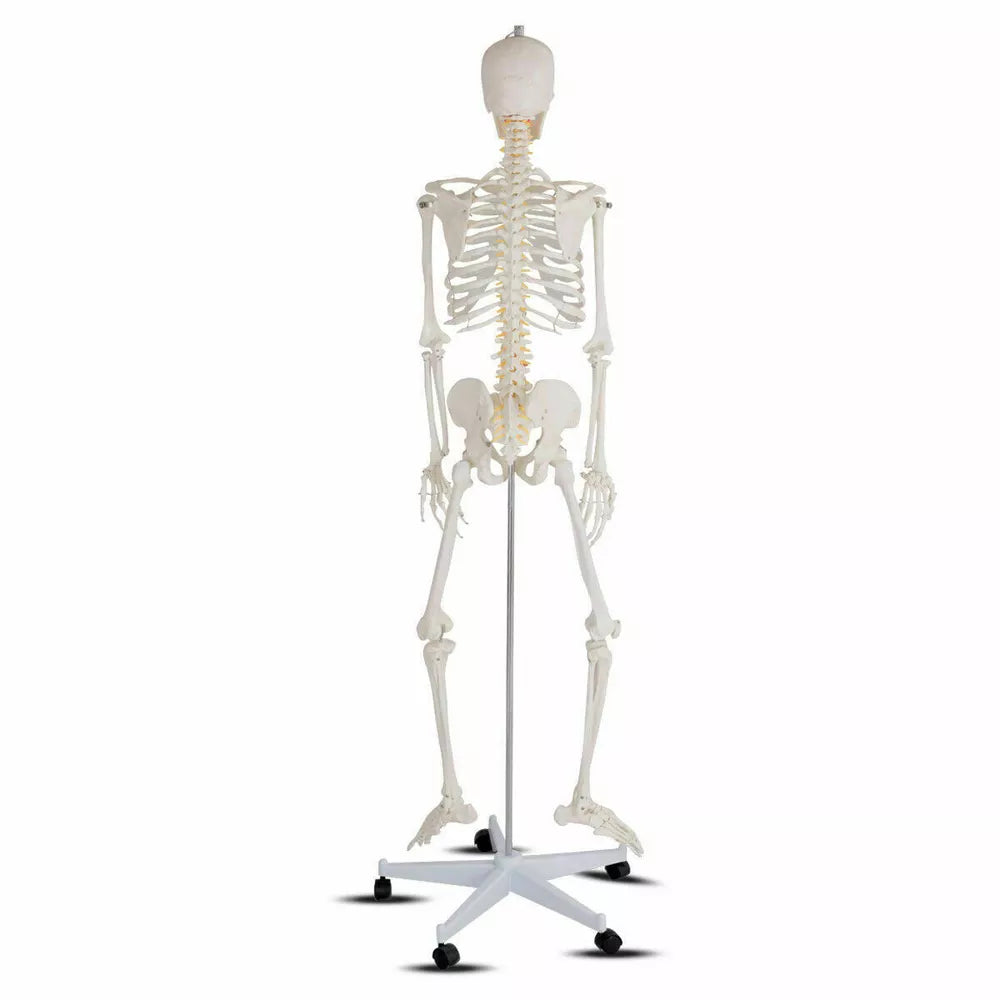 70.8" Life-size Skeleton Model Medical School Human Anatomy W/Rolling Stand