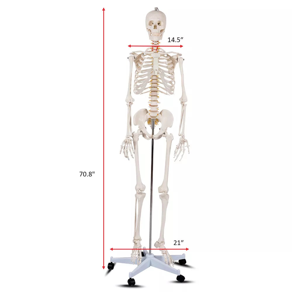 70.8" Life-size Skeleton Model Medical School Human Anatomy W/Rolling Stand