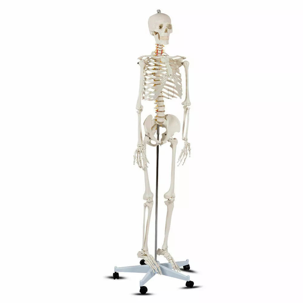 70.8" Life-size Skeleton Model Medical School Human Anatomy W/Rolling Stand