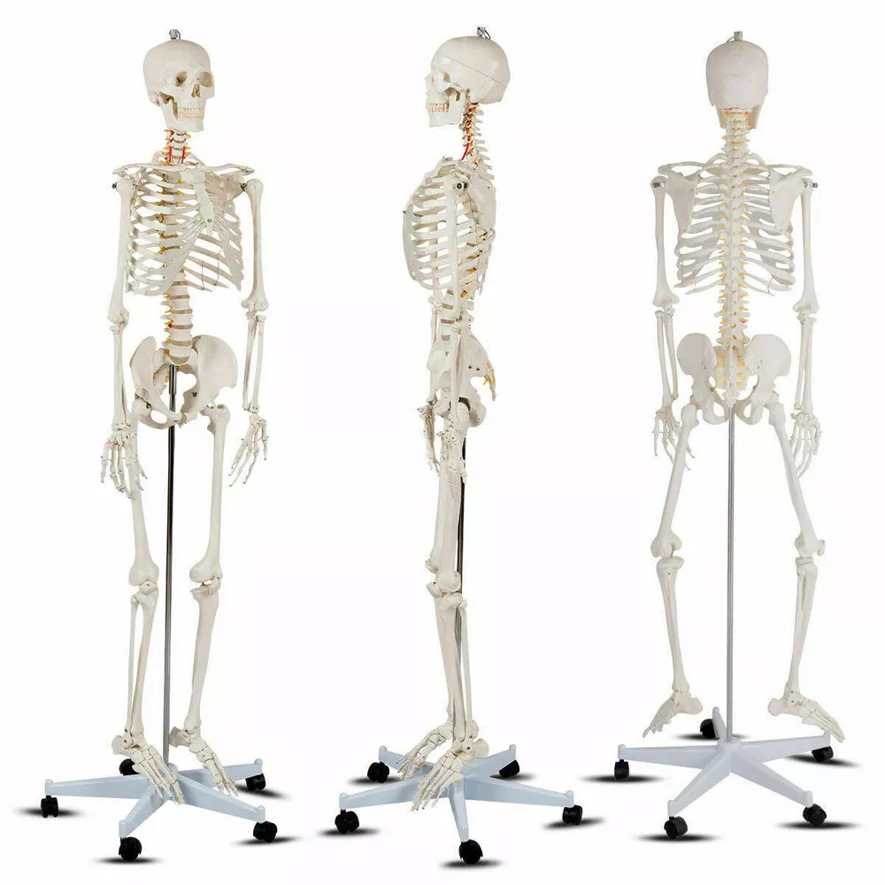 70.8" Life-size Skeleton Model Medical School Human Anatomy W/Rolling Stand