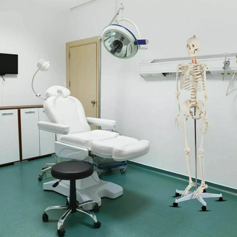 70.8" Life-size Skeleton Model Medical School Human Anatomy W/Rolling Stand