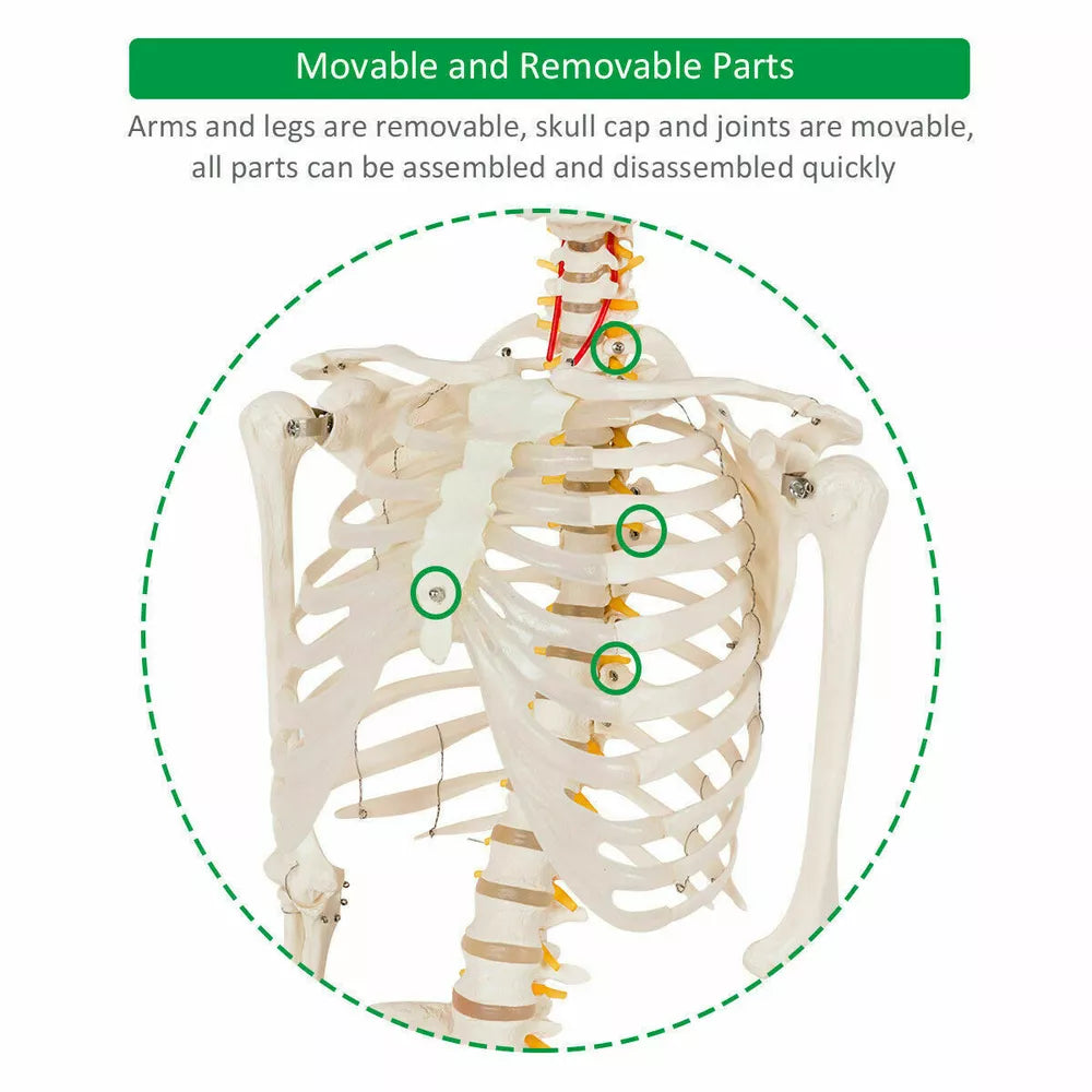 70.8" Life-size Skeleton Model Medical School Human Anatomy W/Rolling Stand
