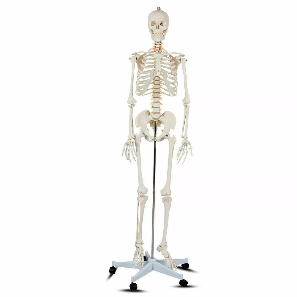 70.8" Life-size Skeleton Model Medical School Human Anatomy W/Rolling Stand