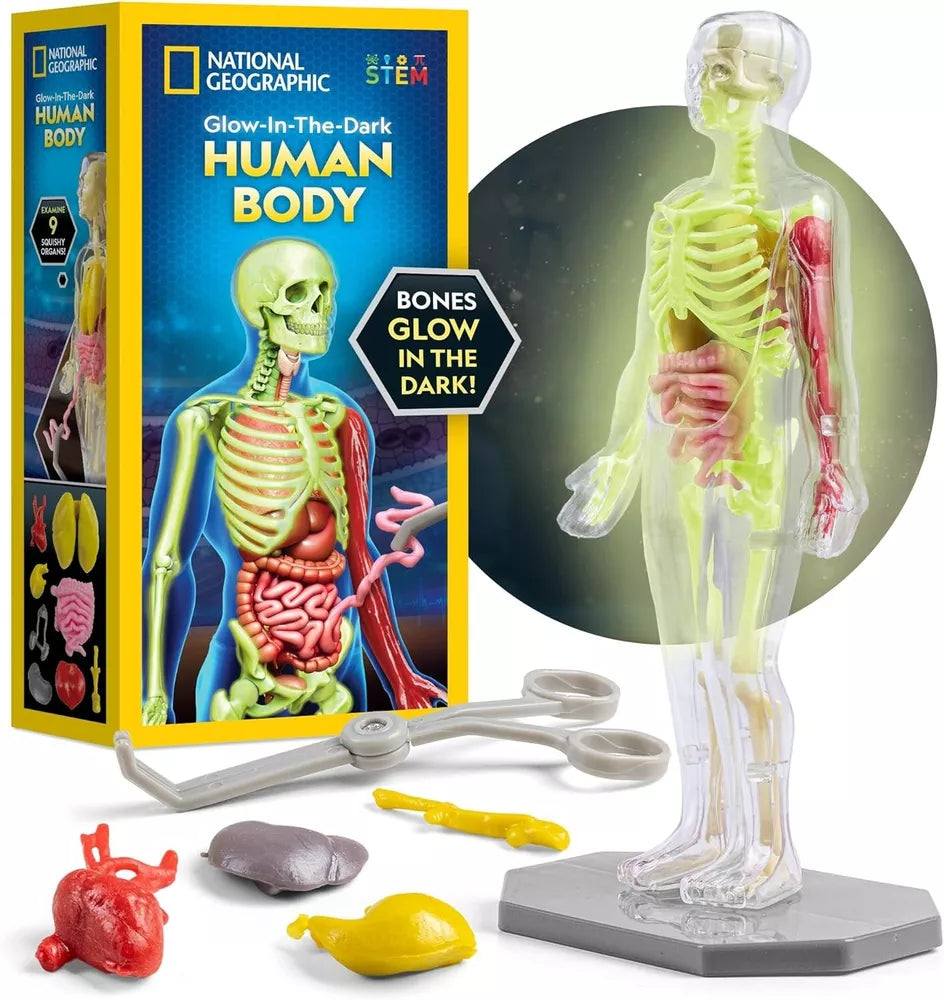 NATIONAL GEOGRAPHIC Human Body Model for Kids That Glows in The Dark - 32-Piece